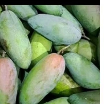 

buah mangga kiojay kriuk manis asem seger 500-600 gram isi 1 biji