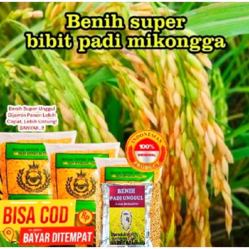 BENIH BIBIT PADI MIKONGA BERKUALITAS UNGGUL 1KG