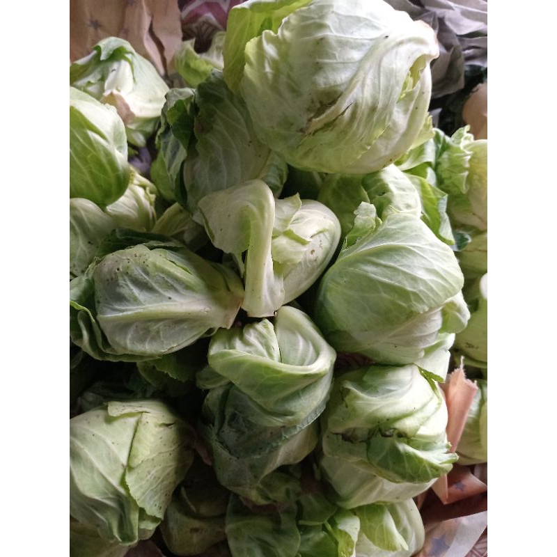 

Baby kol Segar - 500gram