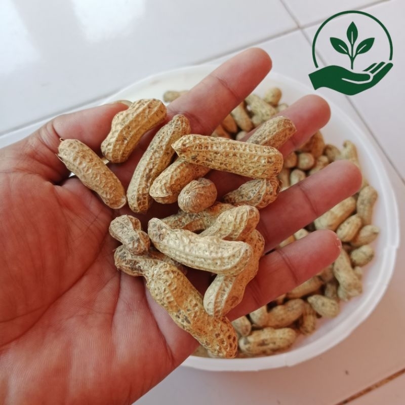 

Kacang Tanah Kacang Kulit Kacang Mentah Kacang Garing