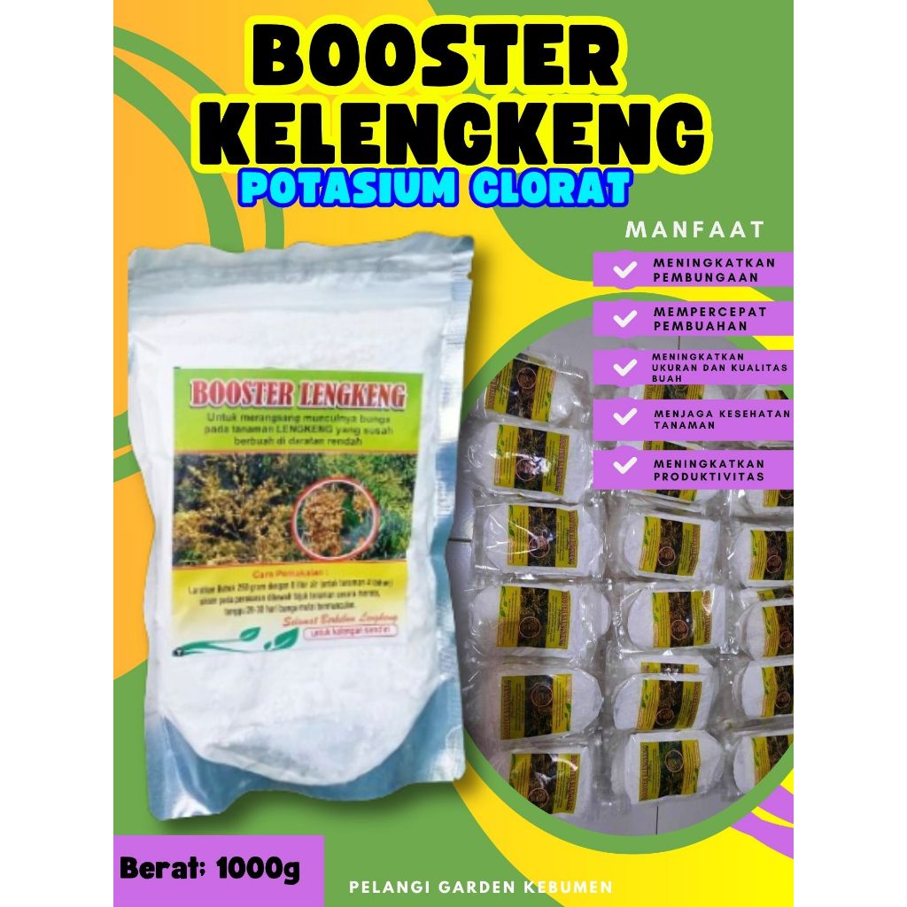 DIJAMIN ASLI  Booster Buah Kelengkeng Merah Cangkok Berbuah, Booster Buah Kelengkeng Matalada, Boost