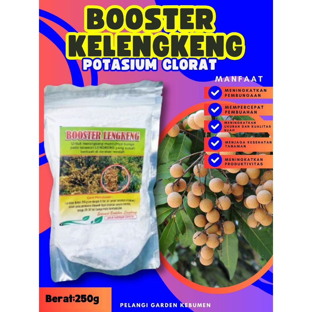 TERBAIK  Booster Buah Kelengkeng Pingpong, Booster Buah Kelengkeng Pingpong Berbuah, Booster Buah Ke