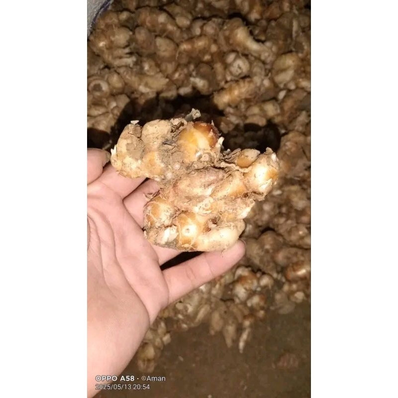 

KECUR MUANTUL 1KG