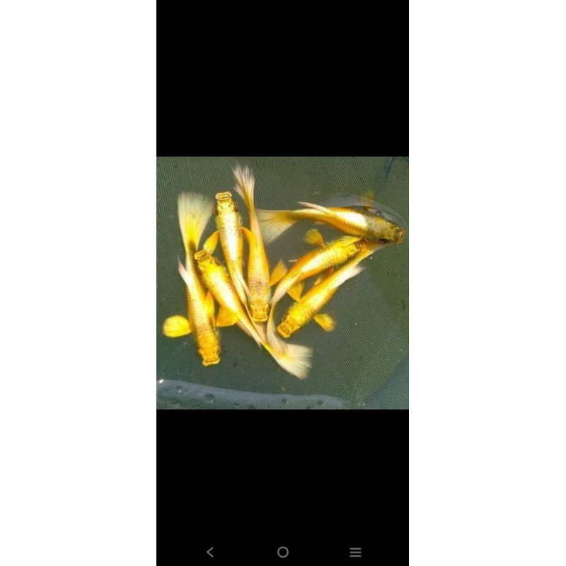 Guppy full gold super per pasang