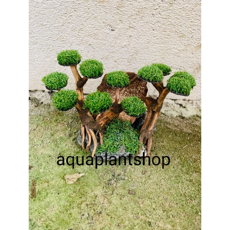 bonsai tebing aquascape