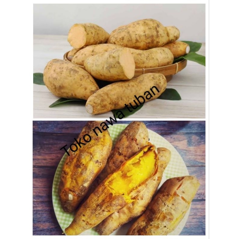 

Cilembu 1kg umbi Cilembu 1kg