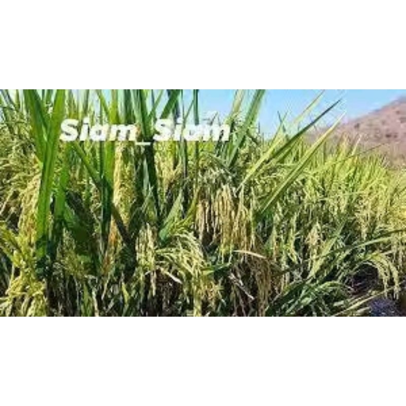 benih padi siam siam kemasan 5 kg