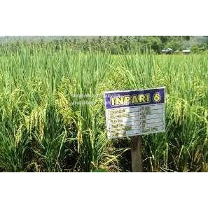 benih padi inpari 6 jete