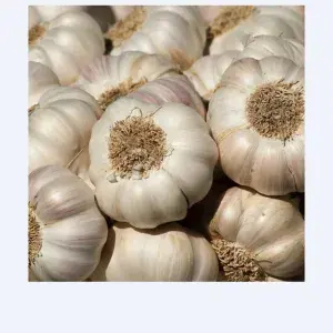

bawang putih biasa/banci 250g