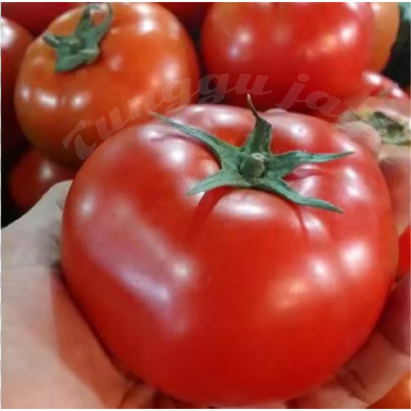 50++ BIJI BENIH TOMAT SUPER BESAR beefsteak TERBARU benih unggul tomat buah besar