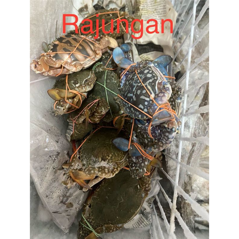 

Kepiting Rajungan Beku – Kualitas Ekspor 1 Kg | Fresh & Siap Masak