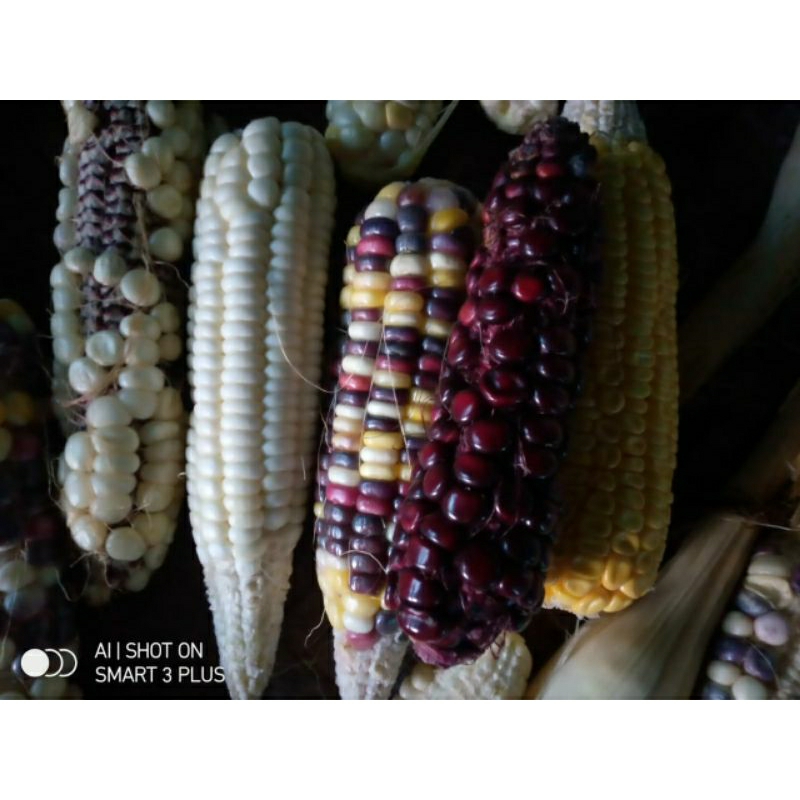 Benih Jagung Pulut Ketan Pelangi