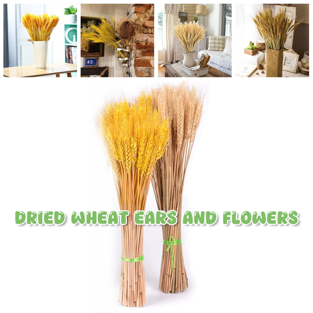 [100PCS] Bunga Gandum Kering jerami padi kering Bunga kering hiasan ruang tamu