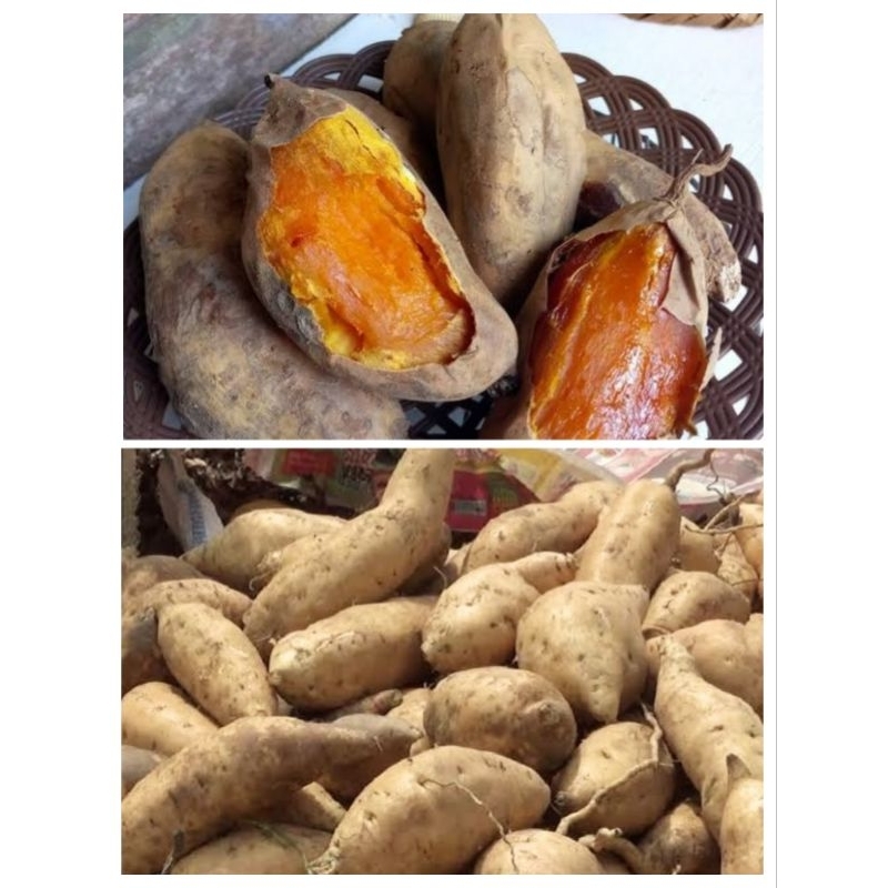 

Cilembu/ketela madu 1kg, ketela manis, ketela kuning