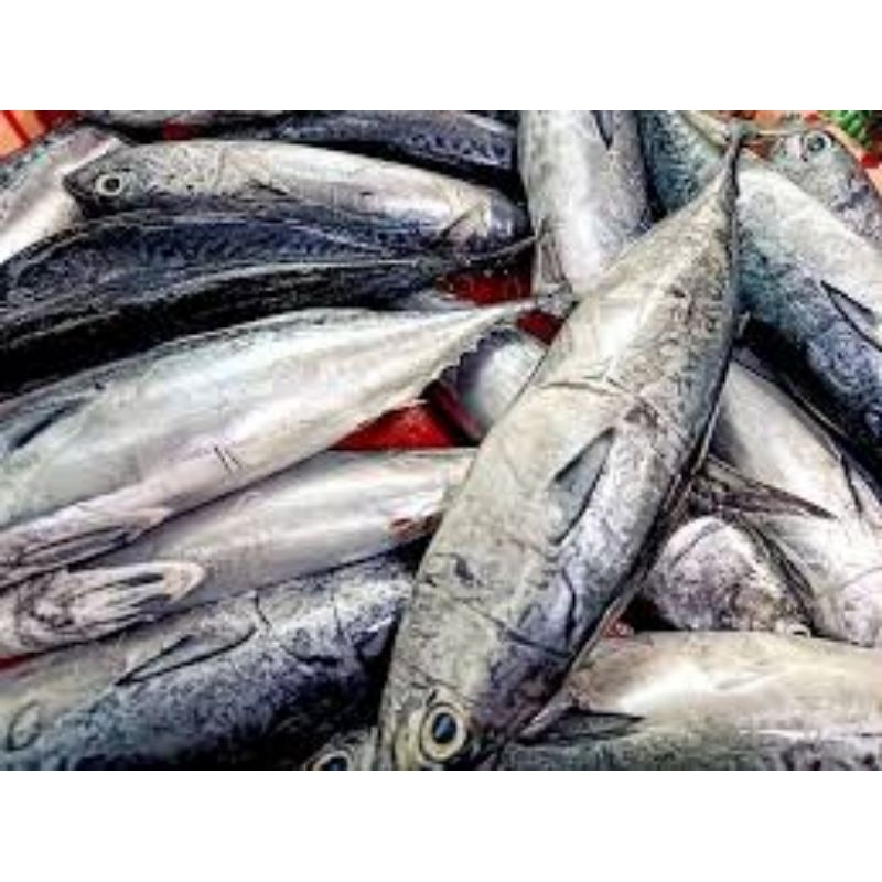

Ikan tongkol Freshh batam