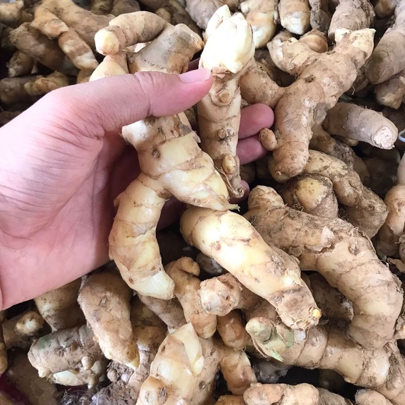 

KUNYIT PUTIH SEGAR 500 Gr