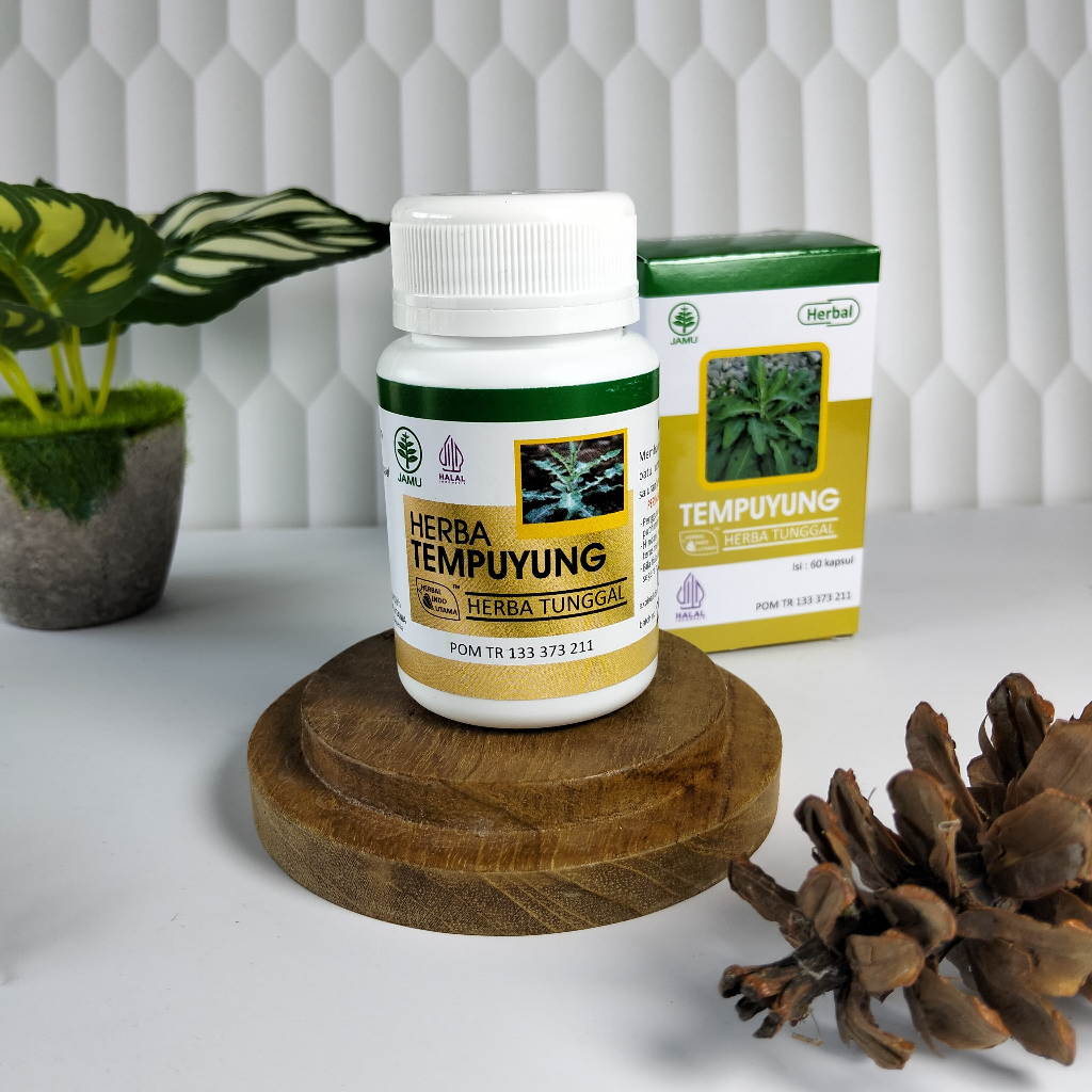 Tempuyung Herbal Indo Utama HIU untuk batu ginjal dan batu empedu