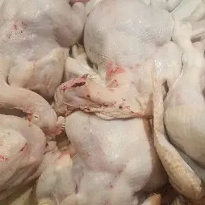 

ayam negri/ekor