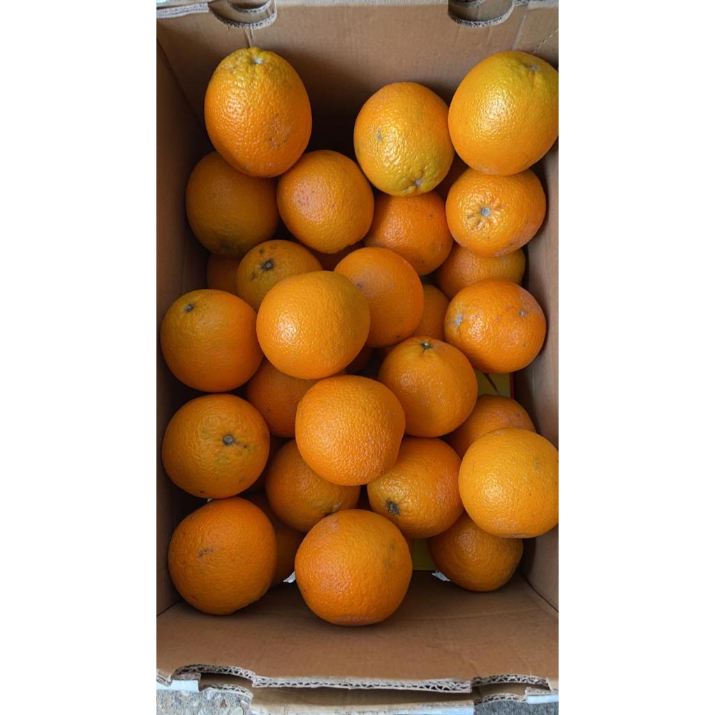 

Jeruk Sunkist Valencia Navel Import Sehat Segar Baru 1 KG Orange Sunkist Buah Jeruk Sunkist Smoothiemama