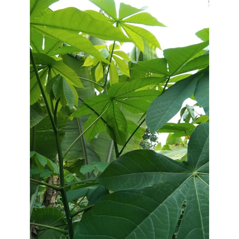 

daun muda singkong karet 250gr