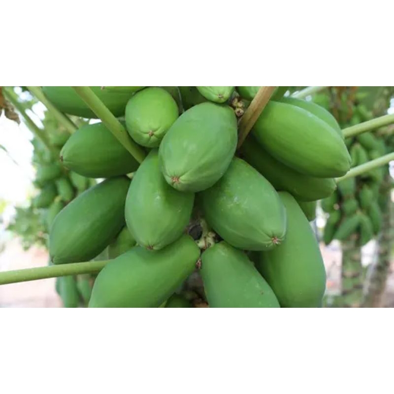 

buah kates mentah cocok untuk sayu/di oseng 1 kg