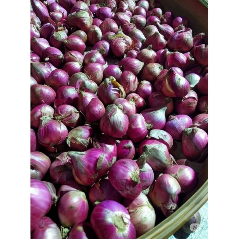 

Bawang Merah Murah Nganjuk Brebes Jawa