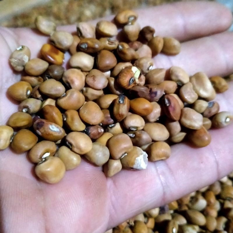 

biji kacang tolo lokal 100g
