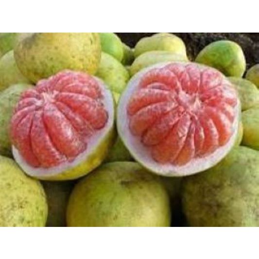

Buah Jeruk Bali Fresh 1 Buah