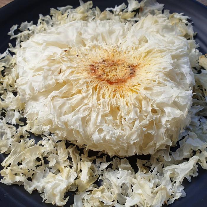 

Jamur Salju 1 pcs – Superfood Viral untuk Kecantikan & Kesehatan