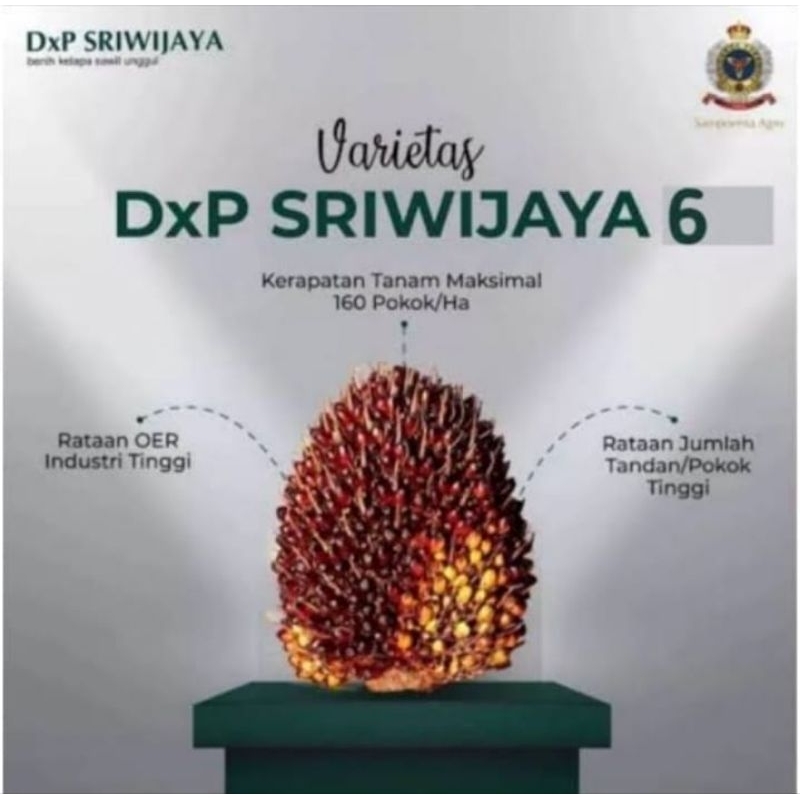 

kecambah sawit dxp sriwijaya 6( BSM) / bersertifikat