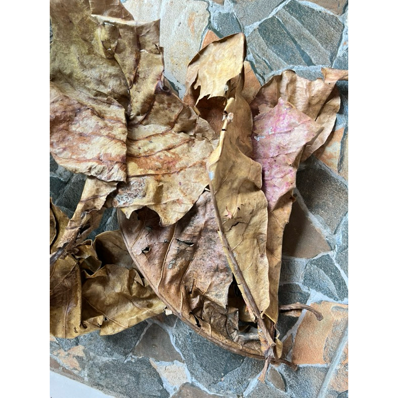 

Daun ketang original