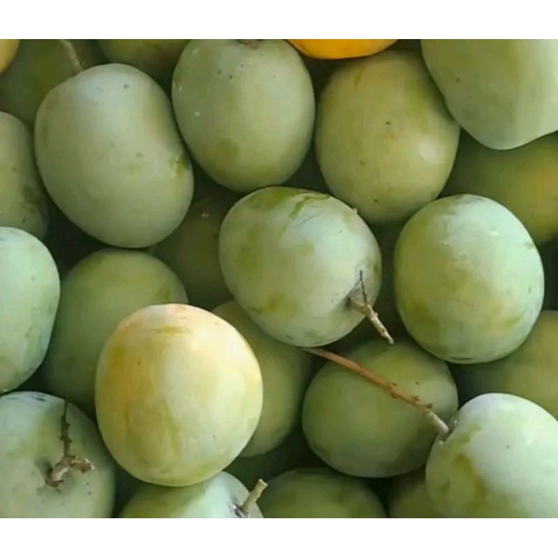 

mangga muda 1kg gedong gincu,