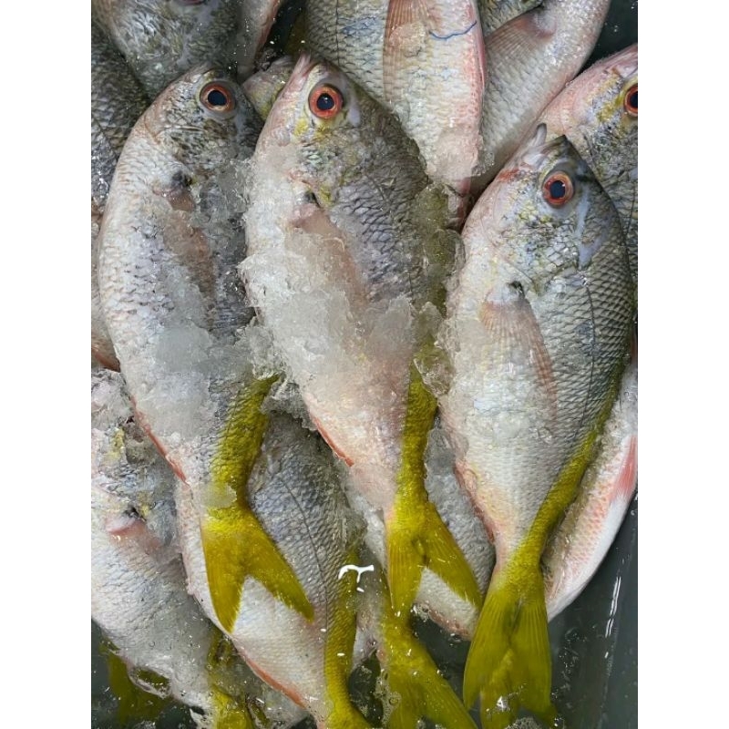 

Ikan Ekor Kuning Segar 1kg ikan hasil laut segar