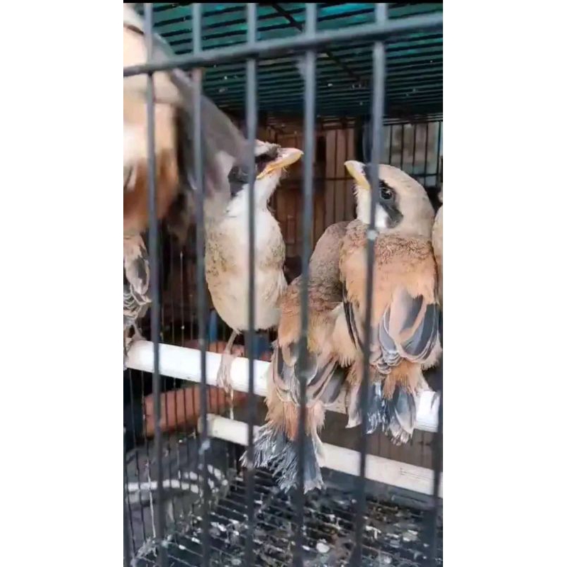 pentet Jatim calon gondrong