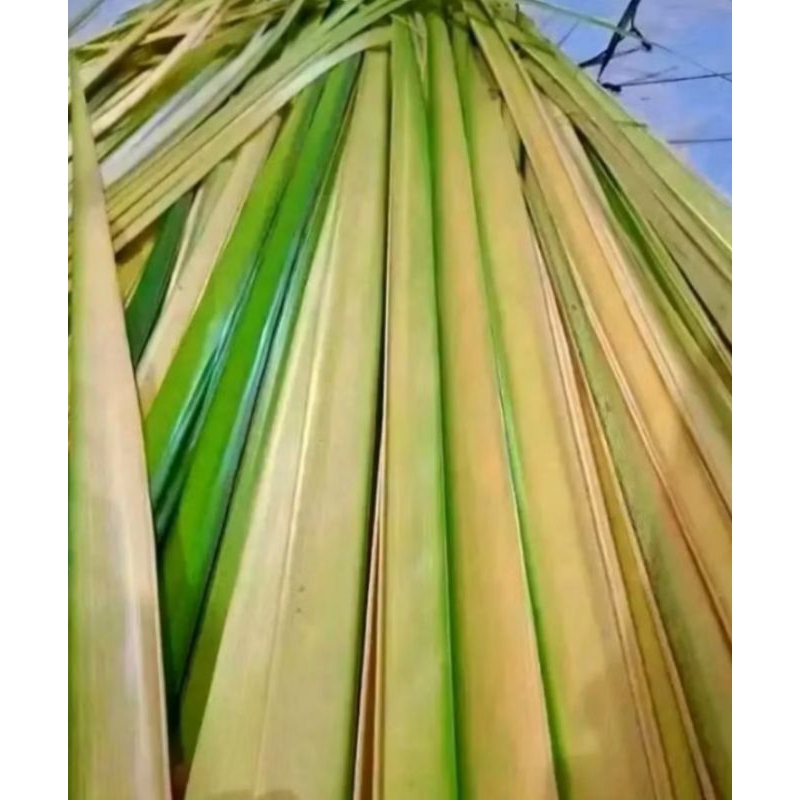 

DAUN KELAPA MUDA 50 PCS #JANUR BARU PETIK