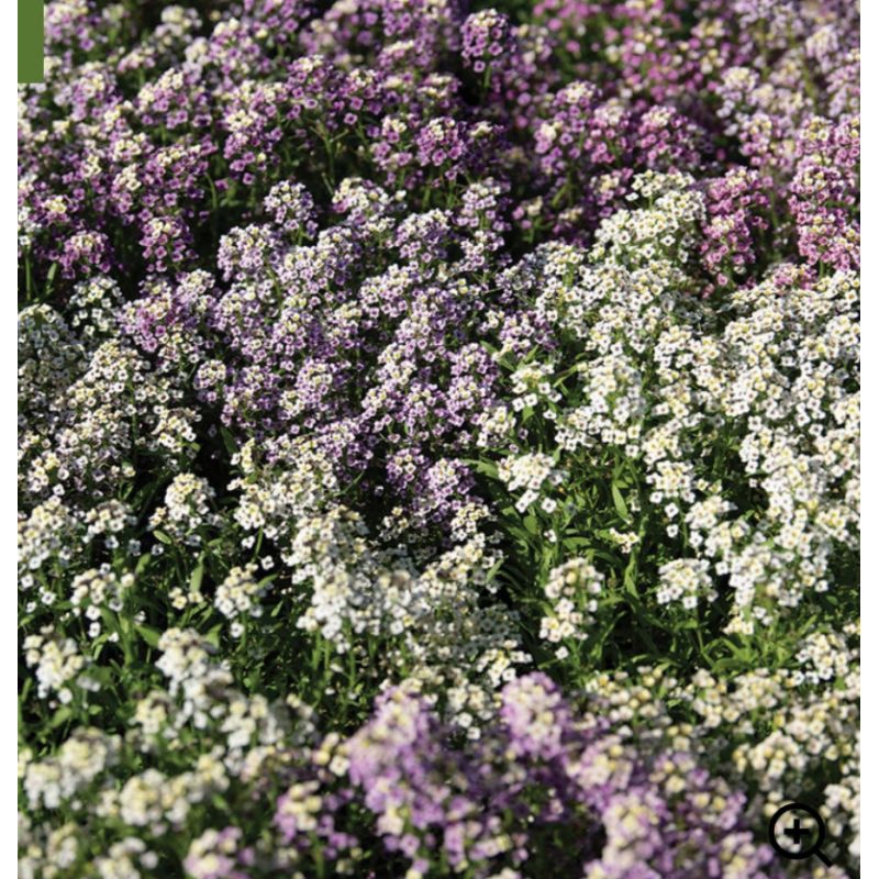 Biji bunga alyssum wandering mixture sweet alyssum