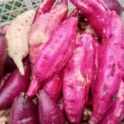 

ubi jalar merah dalamnya putih 1 kg mentah rasa manis