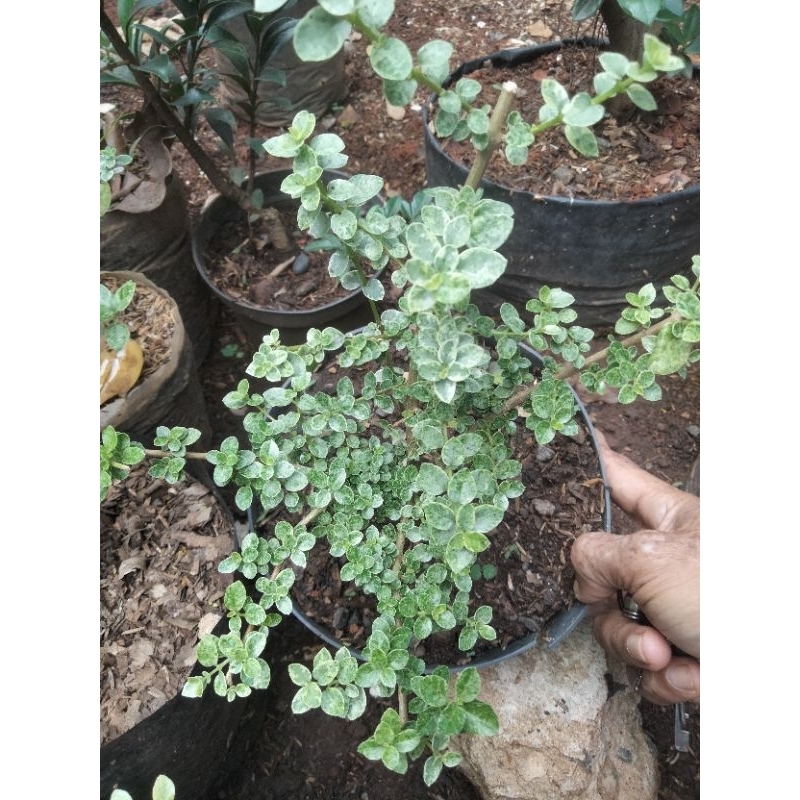 Bahan bonsai Sancang variegata