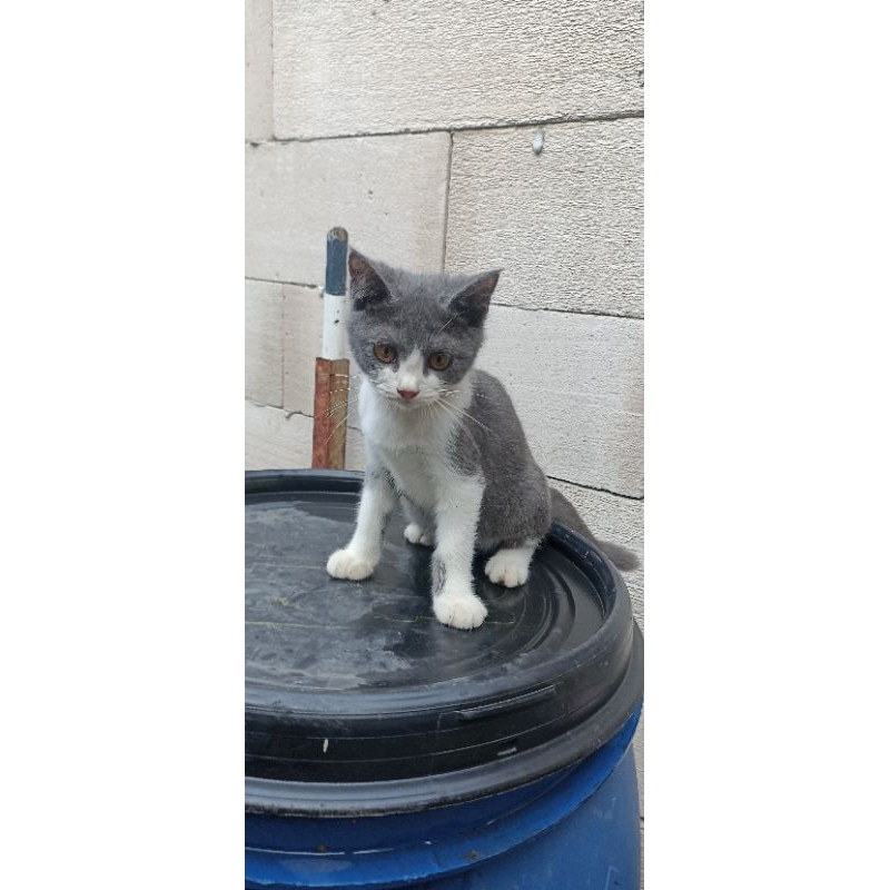Kucing mix BSH jantan waru