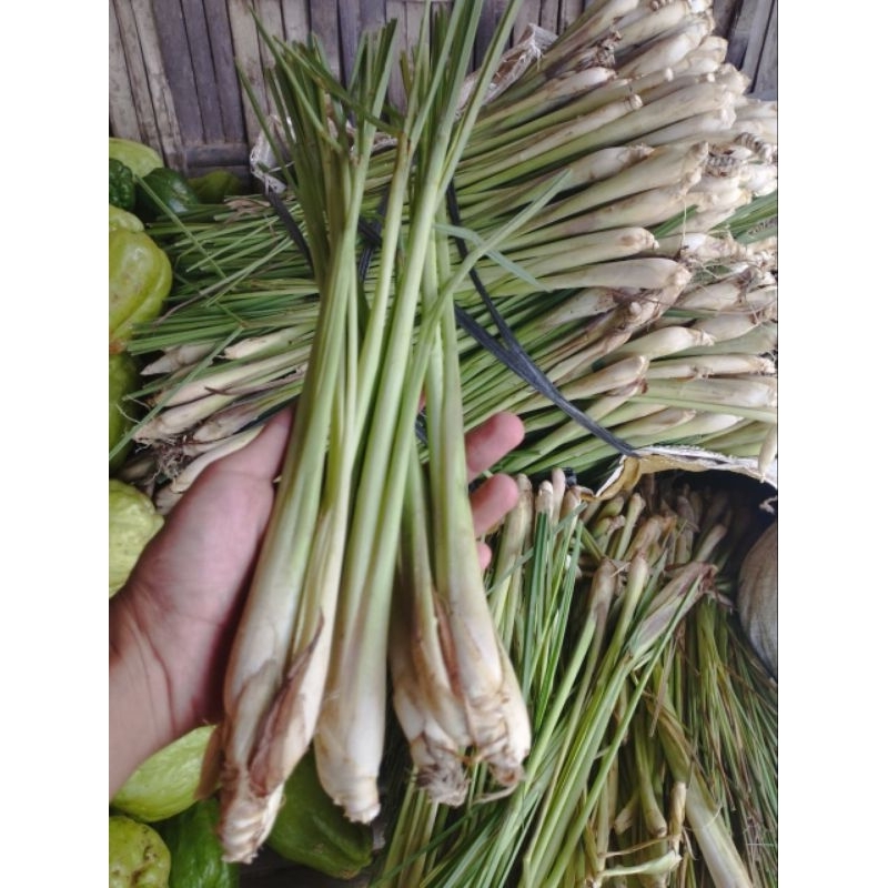 

Daun Sereh Segar