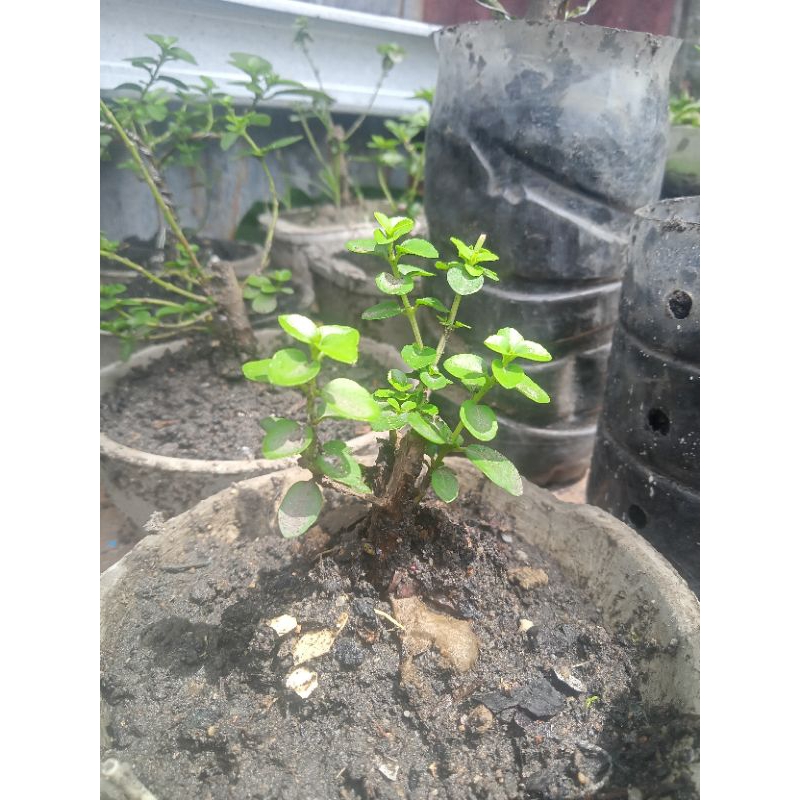 stek bonsai sancang