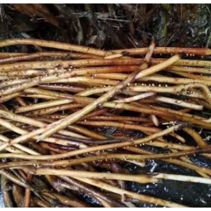 

300g akar pinang segar basah siap di gunakan