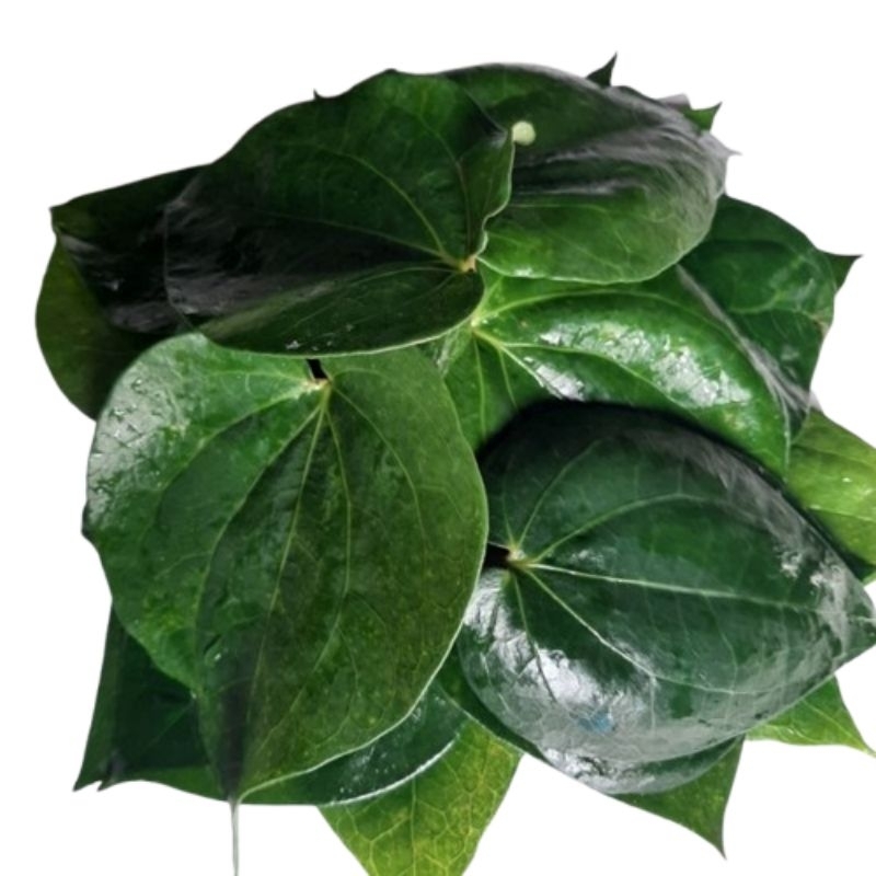 

DAUN SURUH 1KG SIRIH SEGAR PETIK KEBUN LANGSUNG SIRIH HIJAU