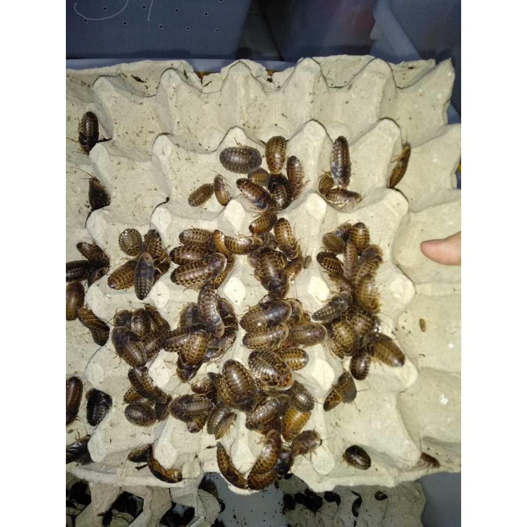 DUBIA PAKAN REPTIL / IKAN PREDATOR / ARWANA / LOUHAN / CHANNA