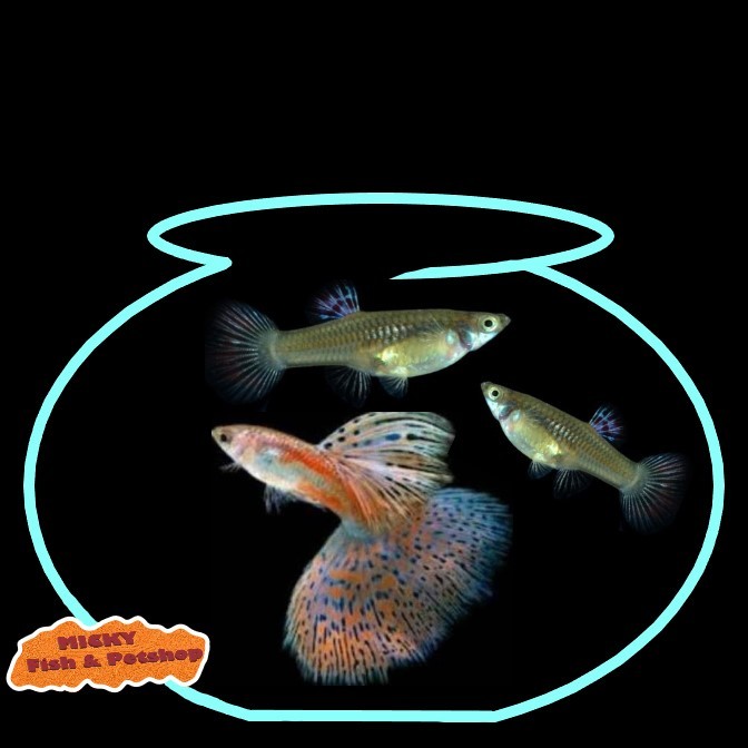 TRIO Guppy Red Grass Indukan 1 Jantan 2 Betina Grade