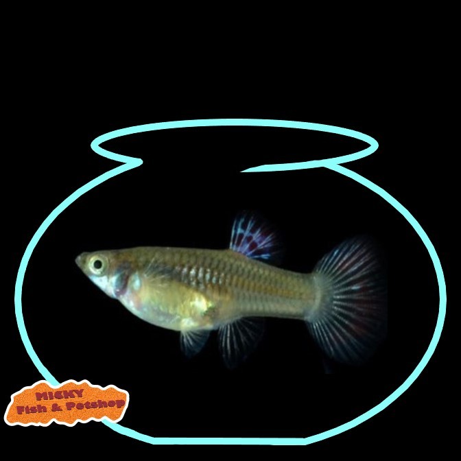 BETINA Guppy Red Grass Indukan Grade