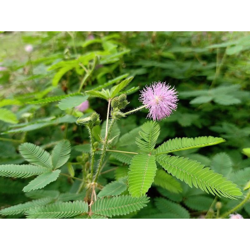 

Daun putri malu kering/ Ramuan herbal untuk stamina pria 100 gr