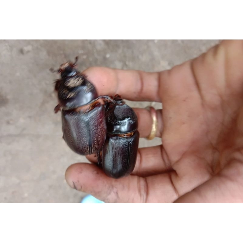 Kumbang Badak Cula satu