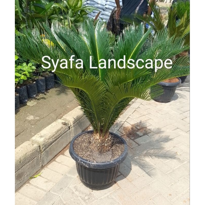 tanaman hias sikas tinggi 1 meter