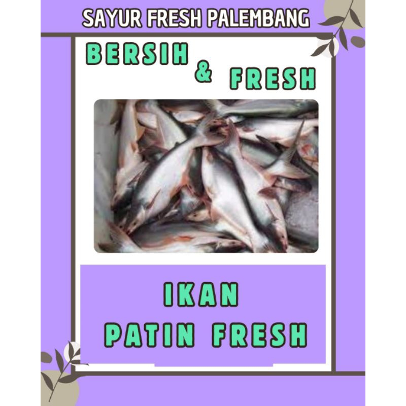 

IKAN PATIN FRESH & BERSIH - PALEMBANG